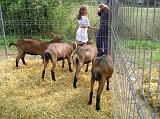 FieraBestiane (69)